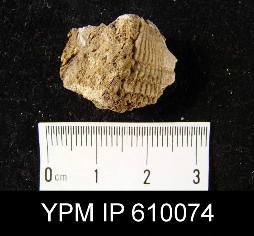Spirifer audacula