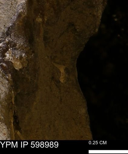 Mollusca