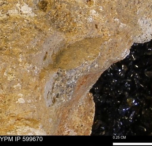 Protocardia subquadrata