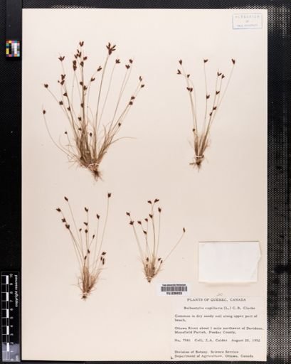 Bulbostylis capillaris