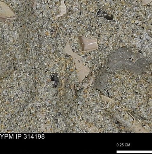 undet. Scaphopoda