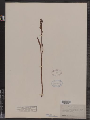 Habenaria hyperborea