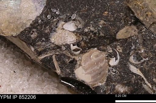 undet. Bivalvia