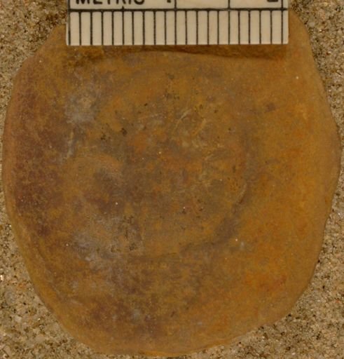 Calamites