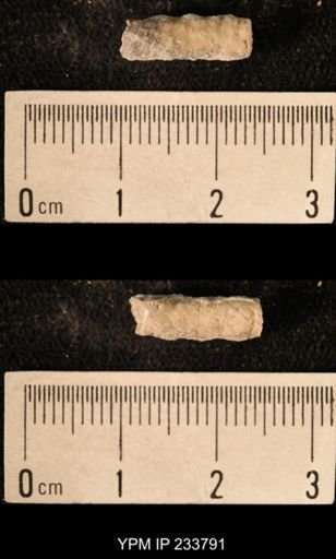 Archaeocidaris sp.
