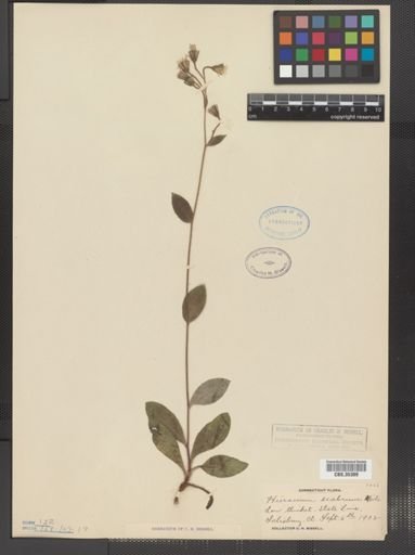 Hieracium scabrum