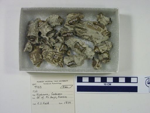 undet. Actinopterygii