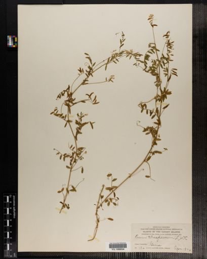 Plantae