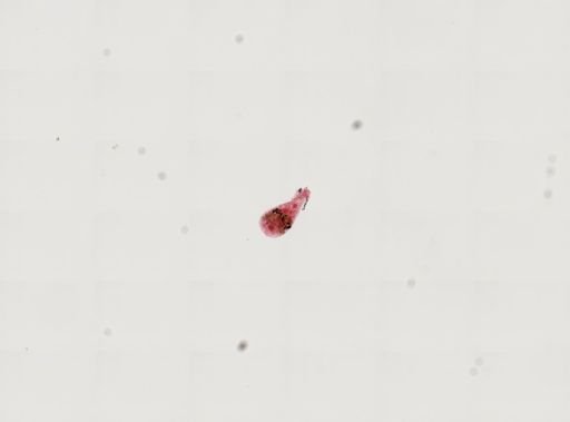 Ascocotyle sp.