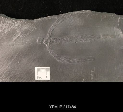 Bdellacoma verruculosa