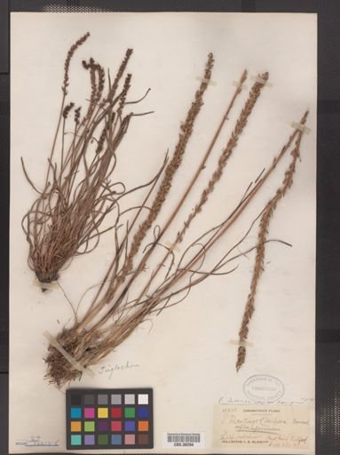 Plantago juncoides var. decipiens