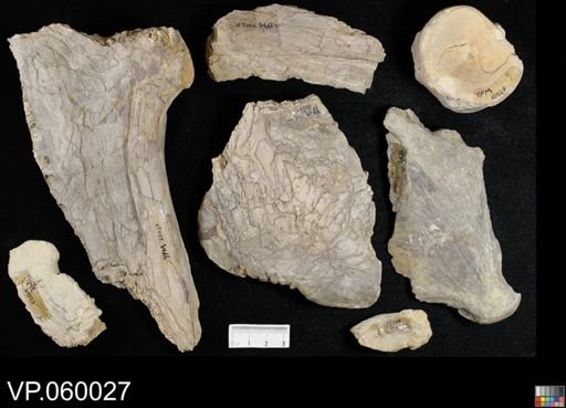 Xiphactinus sp.