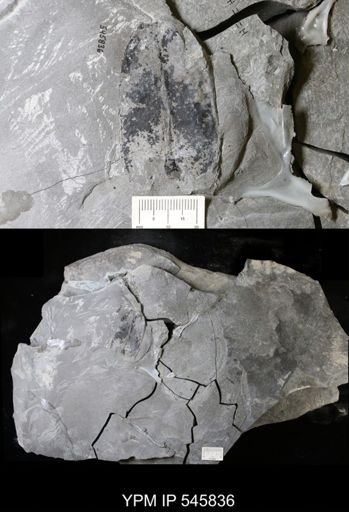 undet. Eurypterida
