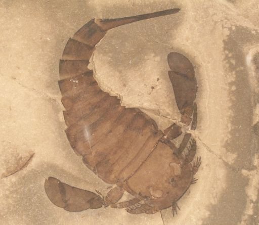 Eurypterus remipes