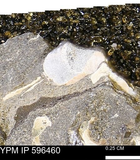 undet. Mollusca