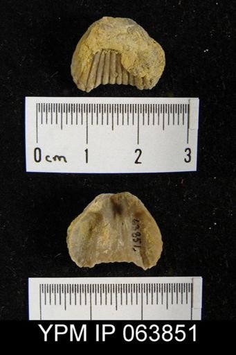 Trigonirhynchia tennesseensis
