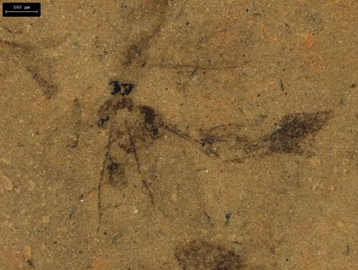 taxon undetermined