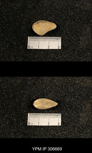 Phestia bellistriata