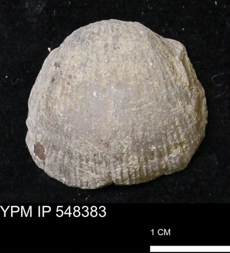 Stropheodonta navalis