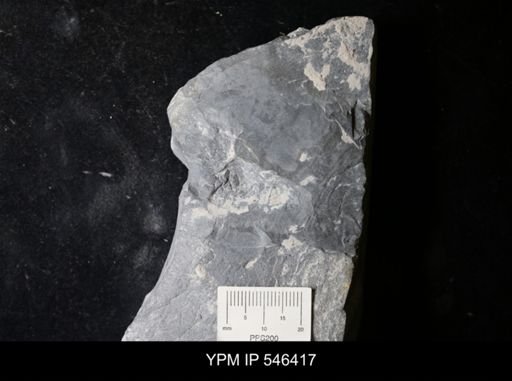undet. Eurypterida
