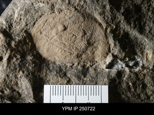 undet. Eurypterida