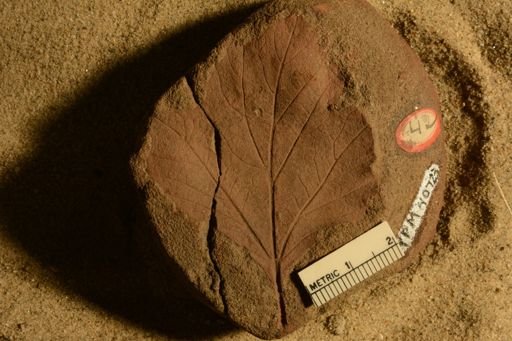 Sassafras cretaceum