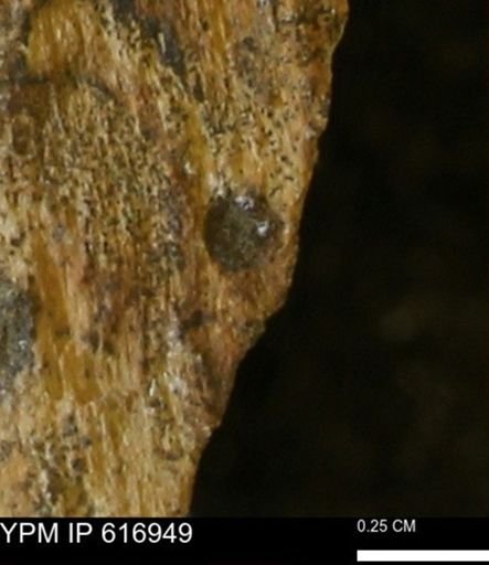 Teredo sp.