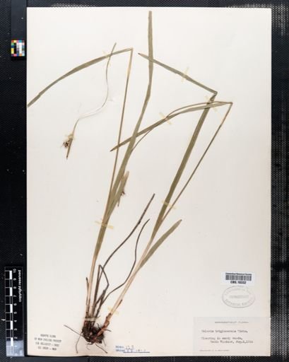 Scleria triglomerata