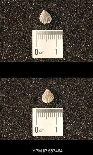 Camarotoechia whitei