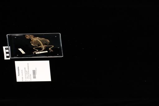 Phrynosoma platyrhinos