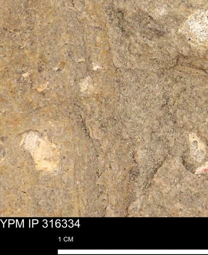 undet. Mollusca
