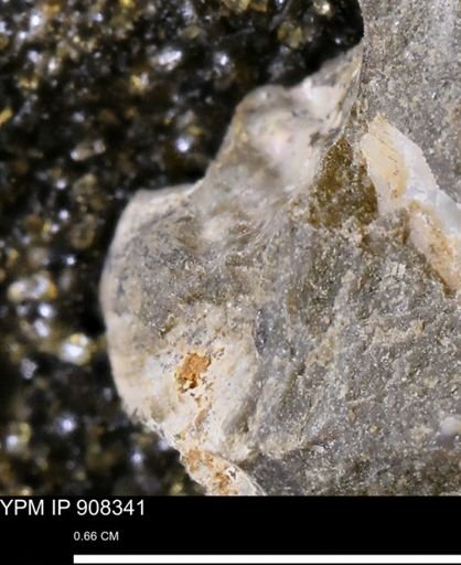 undet. Mollusca