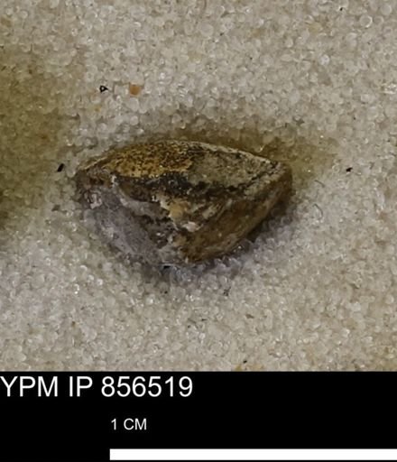 undet. Bivalvia