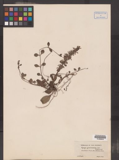 Ajuga genevensis