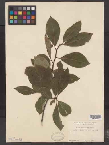 Nyssa sylvatica