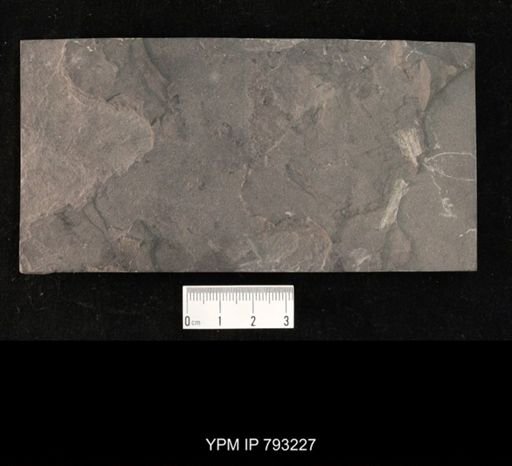 Mormolucoides articulatus