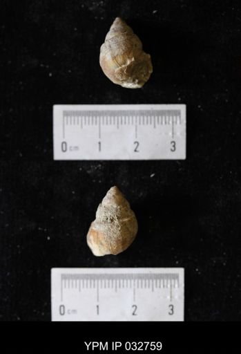 Campeloma acroterion