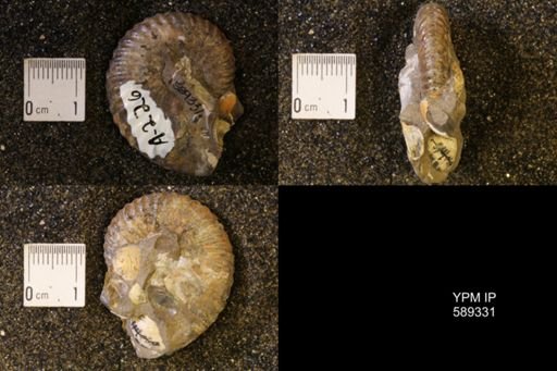 Hoploscaphites nicolletii