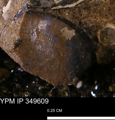 undet. Mollusca
