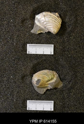 Inoceramus sp.