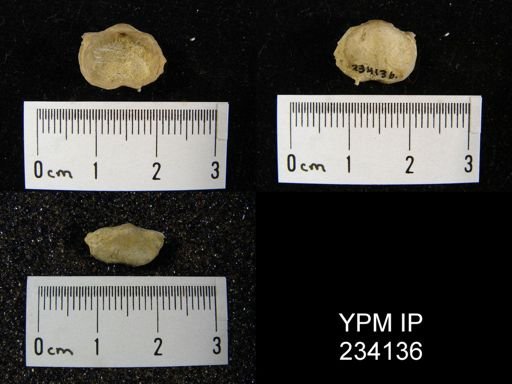 Marginifera wabashensis