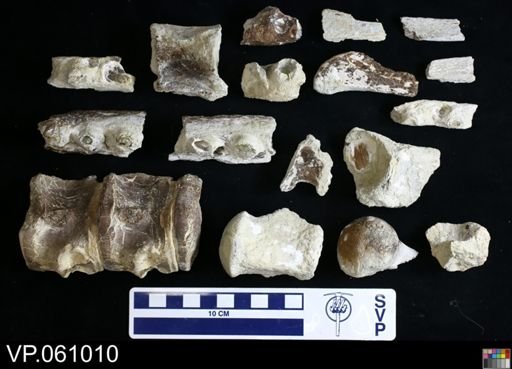 Mosasauridae