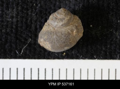 Viviparus montanaensis