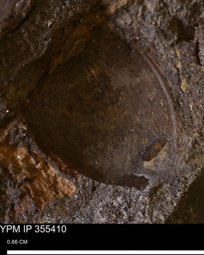undet. Bivalvia