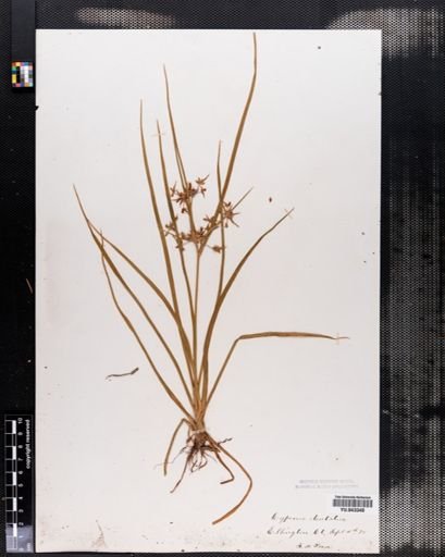 Cyperus dentatus