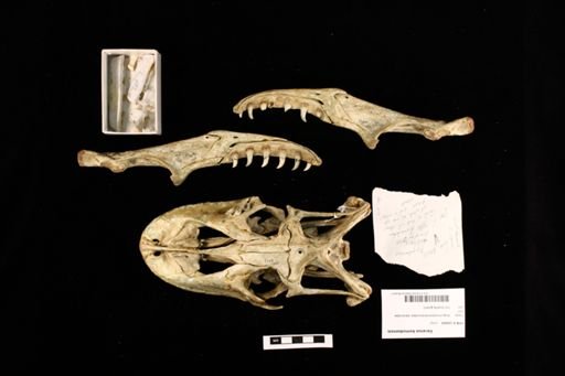 Varanus komodoensis