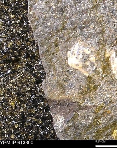 Scaphites sp.