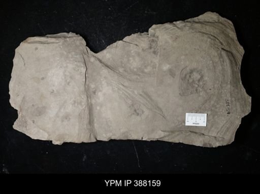 Eurypterus sp.