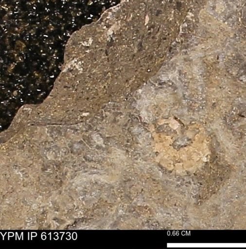 Scaphites sp.