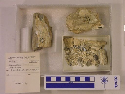 Proboscidea